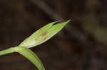 Waterfall's sedge